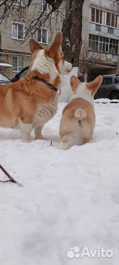 Вельш-корги щенки