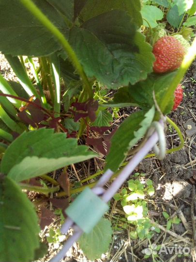 Держатель для земляники