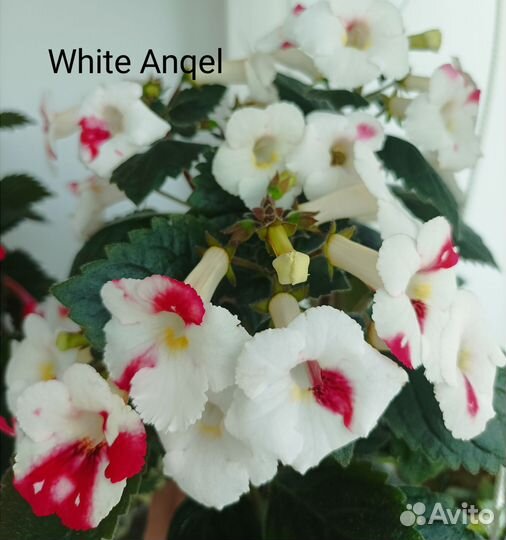 Комнатные цветы. Ризомы ахименесов