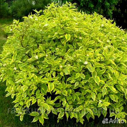 Дерен пестролистный