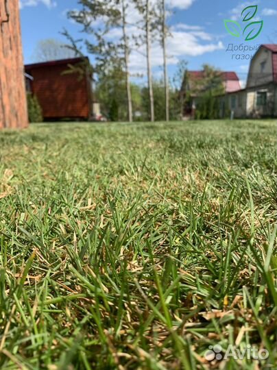 Рулонный газон