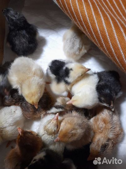 Куры мясо яичные (цыплята)