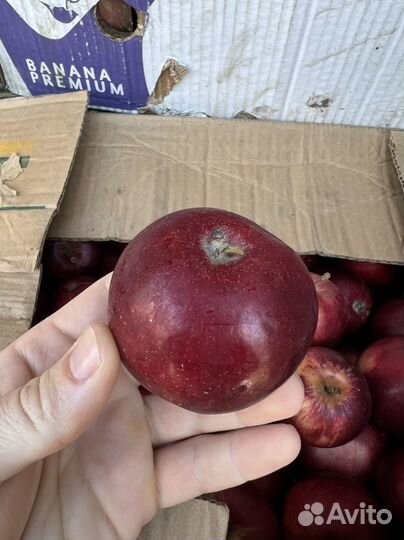 Яблоко оптом