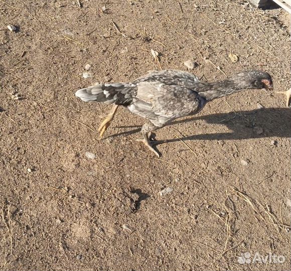 Бойцовая птица