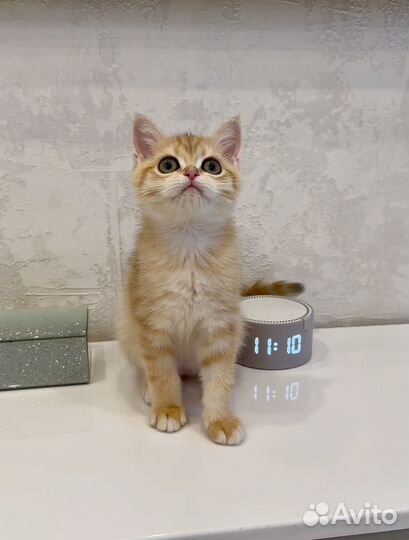 Британский малыш