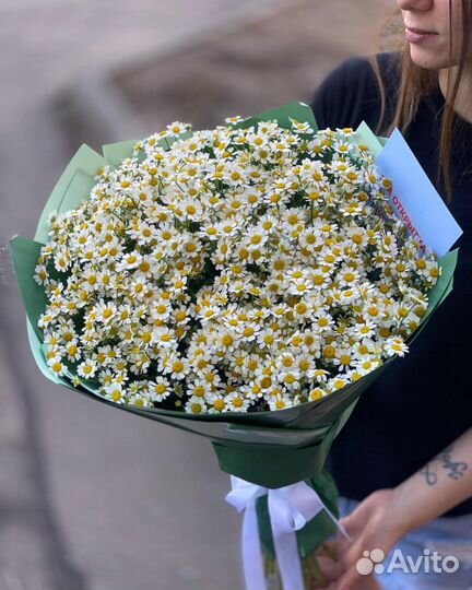 Букет из 25 веток Ромашек (Танацетум)