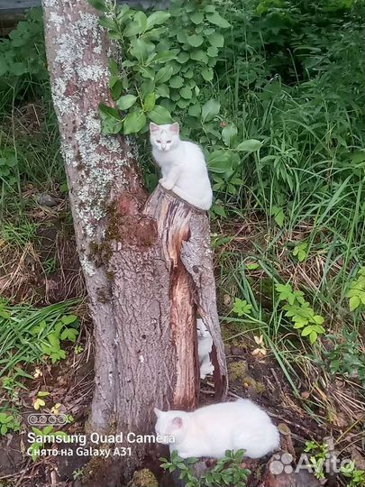 Белые котята