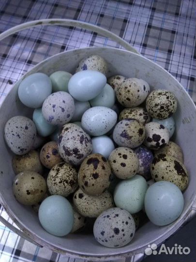 Яйца перепелиные домашние