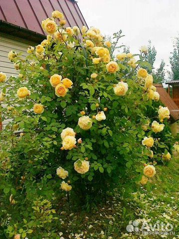 Роза джорджия фото и описание отзывы