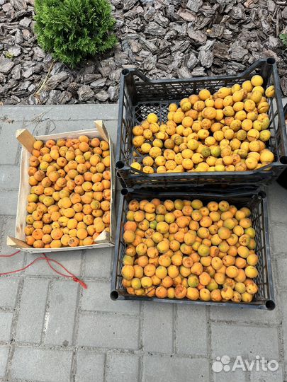 Абрикос местный