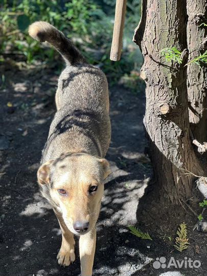 Собака ищет дом