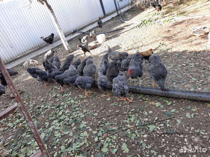 Куры породистые