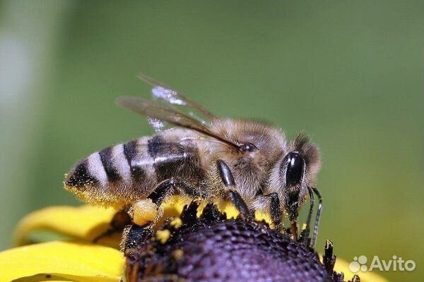 Продам пчелосемьи