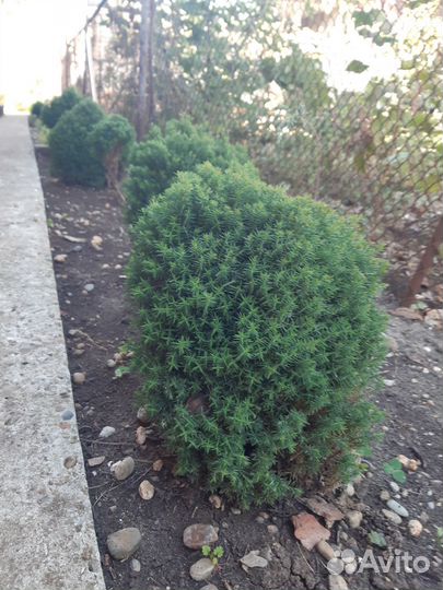 Туя западная тедди