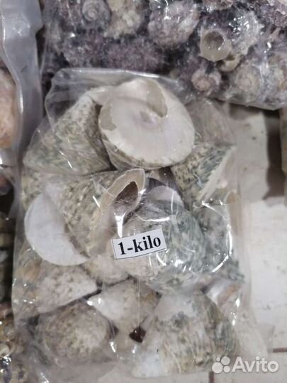 Морские ракушки для декора