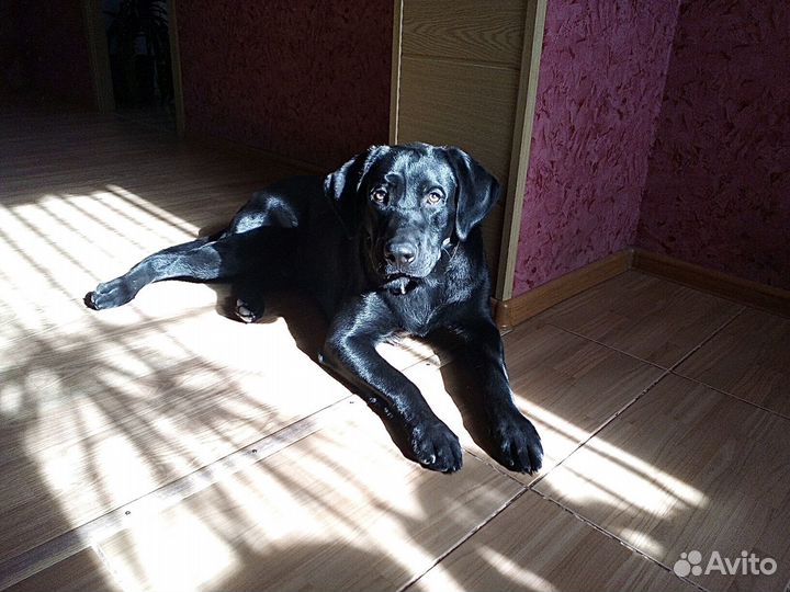 Догситтер, передержка и выгул собак