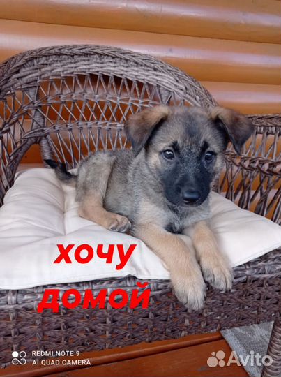 Щенок в добрые руки бесплатно