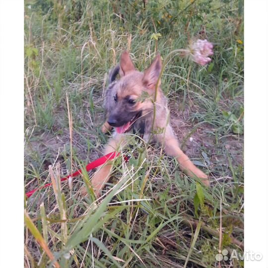 Собака метис овчарки стерильна
