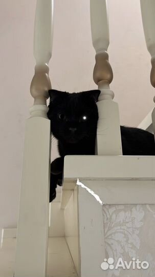 Вязка случка кот шотландский