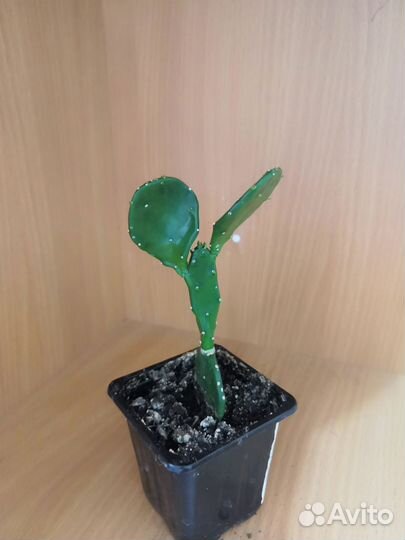 Кактус опунция