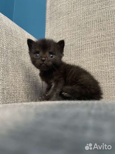 Отдам симпатичных котят