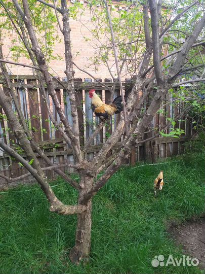 Декоративные петушки