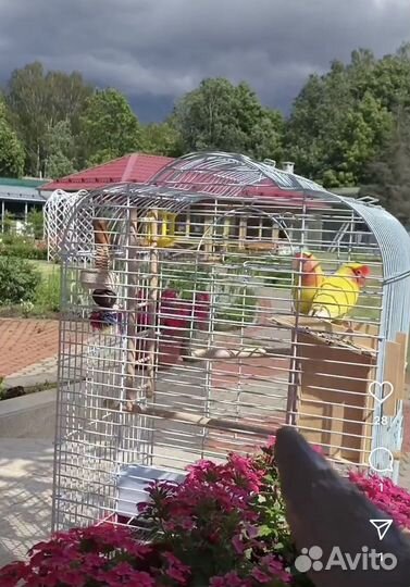 Попугай неразлучник с клеткой