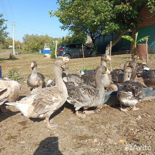 Гуси тульские горбоносые