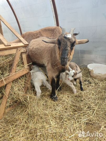 Камерунские козочки