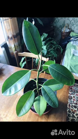 Фикус каучуконосный
