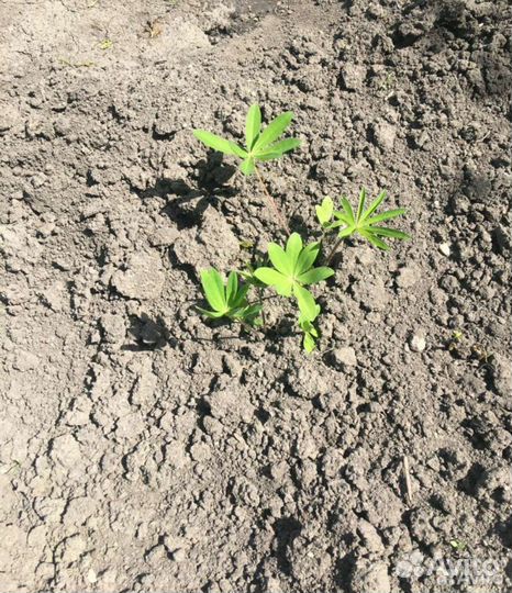 Рассада люпинов