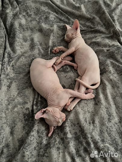 Канадский сфинкс (эльф )