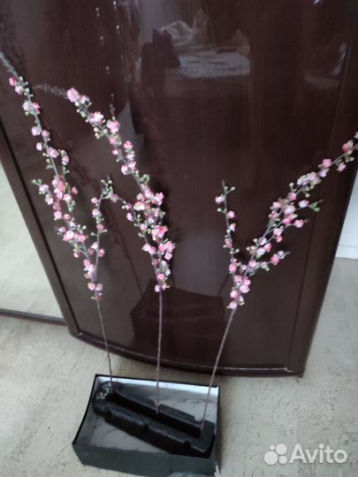 Ветки сакуры