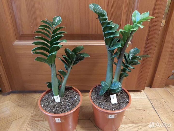 Замиокулькасы