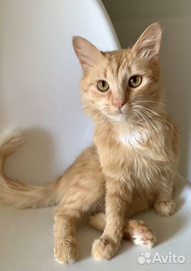 Солнечный котик Рыжик