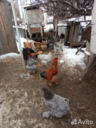 Куры Брама