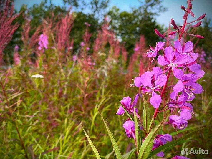 Иван-чай 1 кг кипрей 2023 органический, дикорос