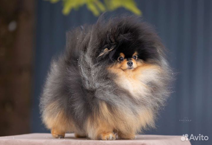 Померанский шпиц медвежьего типа. Вязка. Ч-п