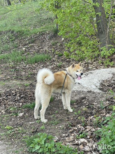 Собака - акита