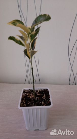 Каламондин вариегатный