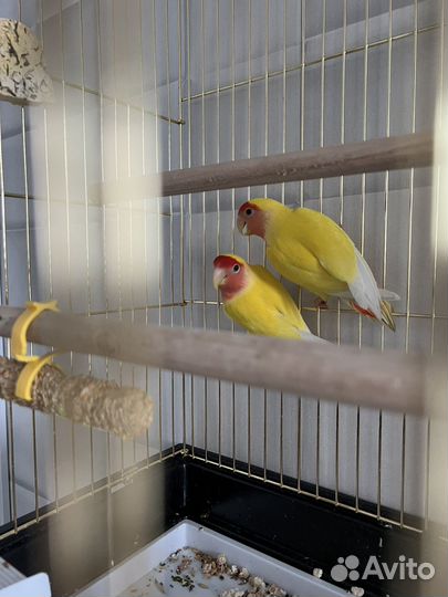 Попугай неразлучники с клеткой