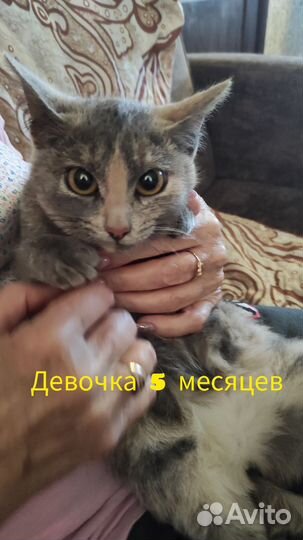 Отдам ловчих котят в надёжные руки