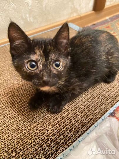 Котенок в добрые руки