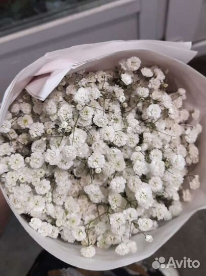 Гипсофила опт