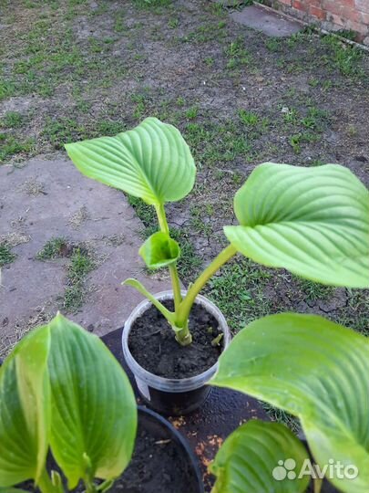 Хоста растёт в тени