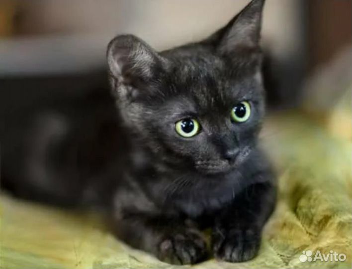 Девочка 4мес