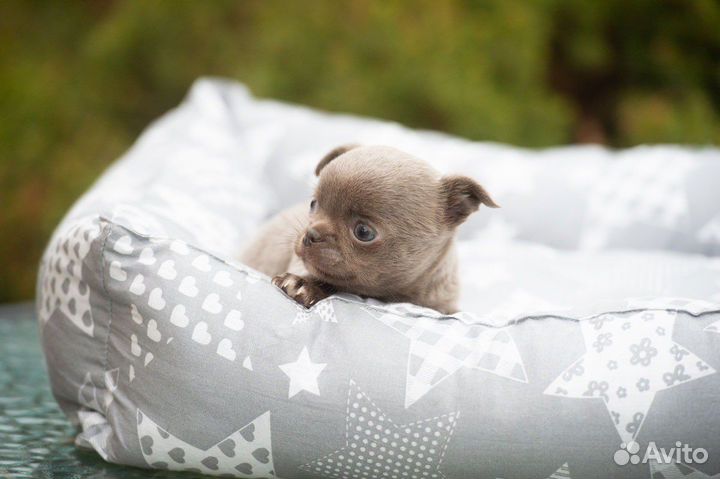 Чихуахуа мальчик уникального окраса