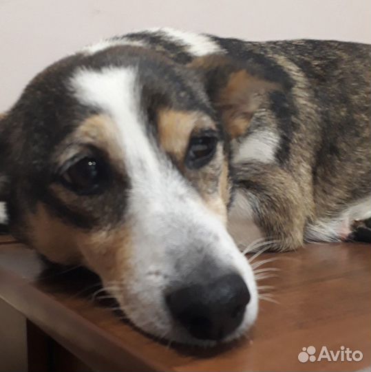 Собака в добрые руки отдам бесплатно
