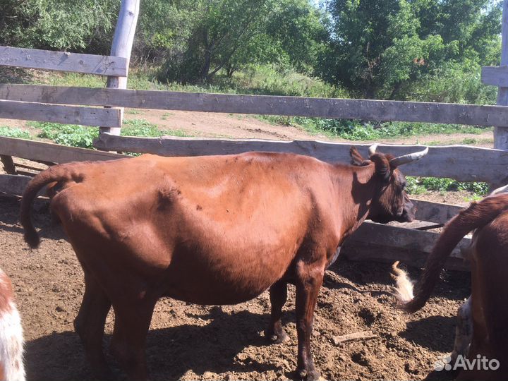 2 Коровы и 2 телки