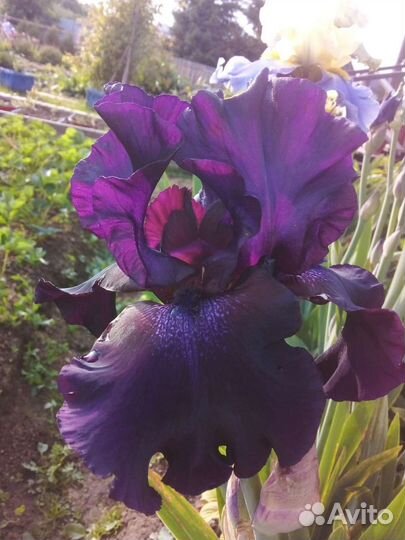 Ирисы бородатые сортовые